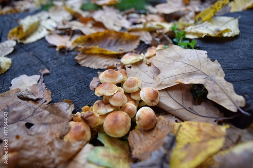 mushrooms