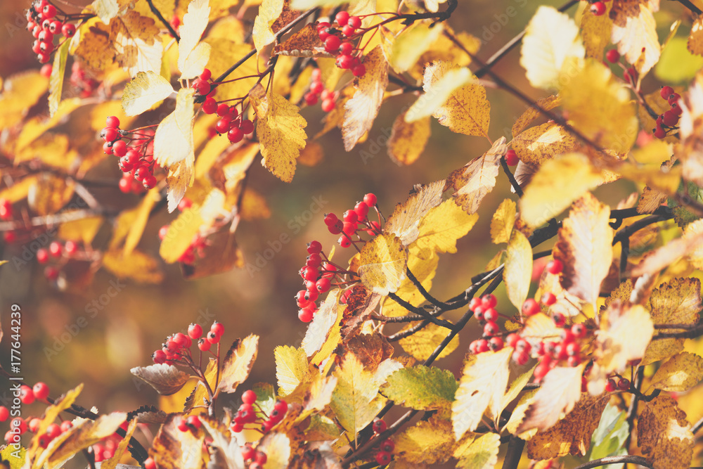 Season of beautiful autumn leaves and red small fruits. Nature background. Season of beautiful autumn leaves and red small fruits. Nature background.