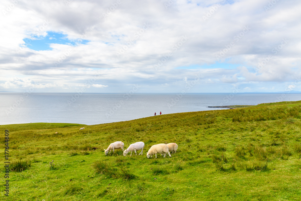 Fototapeta premium Livestock grazes in a field in Scotland