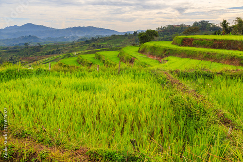Fototapeta Naklejka Na Ścianę i Meble -  Beautiful green rice terraces on a cloudy day