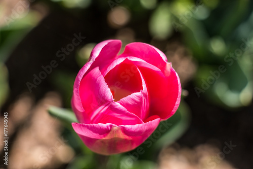 Wallpaper Mural fiore tulipani Torontodigital.ca