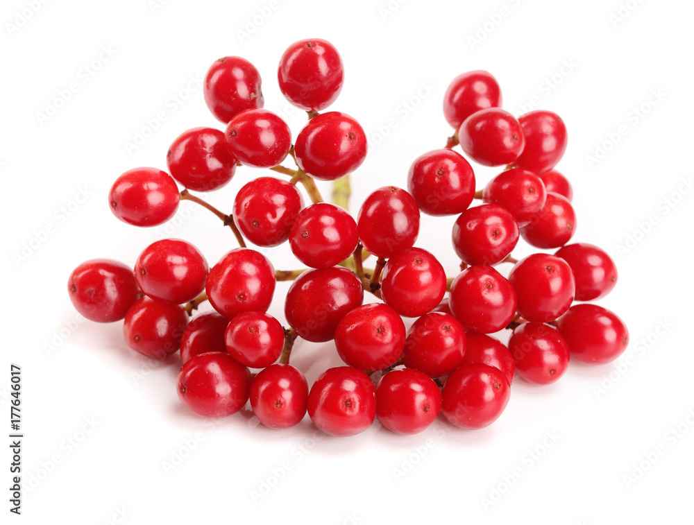 branch of viburnum berries isolated on white background branch of viburnum berries isolated on white background