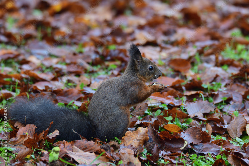 squirrel sciurine crawly on the trees squirrel sciurine crawly on the trees