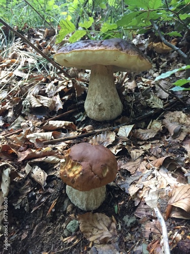 Funghi porcini