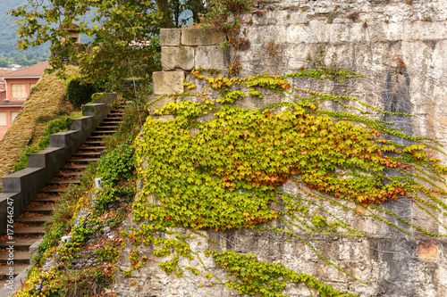 Decorative grapes growing on a wall of stone. summer background with plant