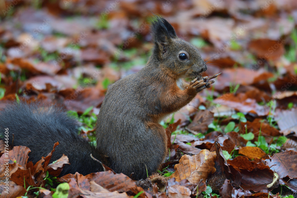 squirrel sciurine crawly on the trees squirrel sciurine crawly on the trees