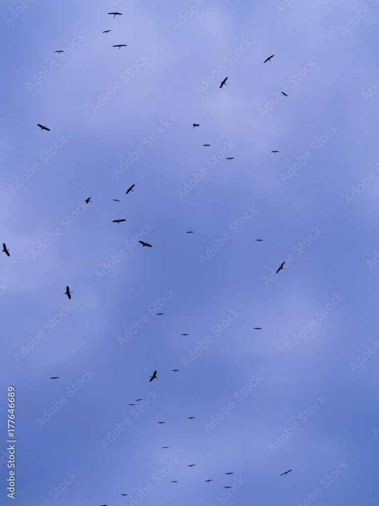 The Flocks of Open-billed Stork Birds Flying The Flocks of Open-billed Stork Birds Flying