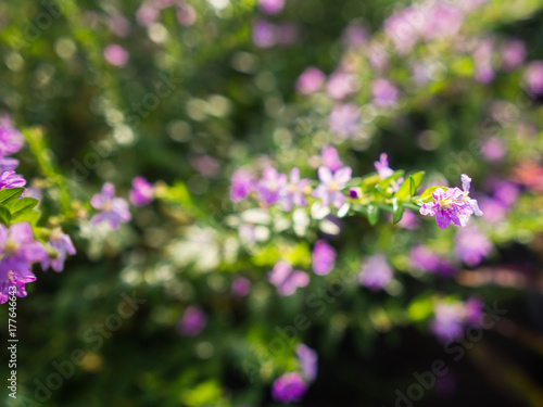 Blur of Purple Crape Flower Blooming