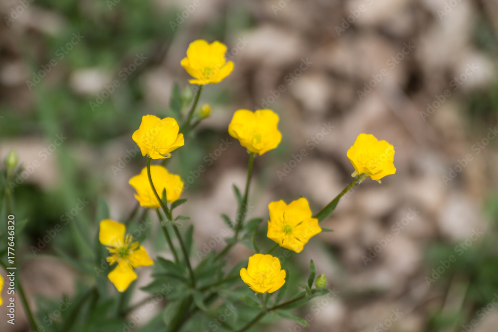 fiore giallo