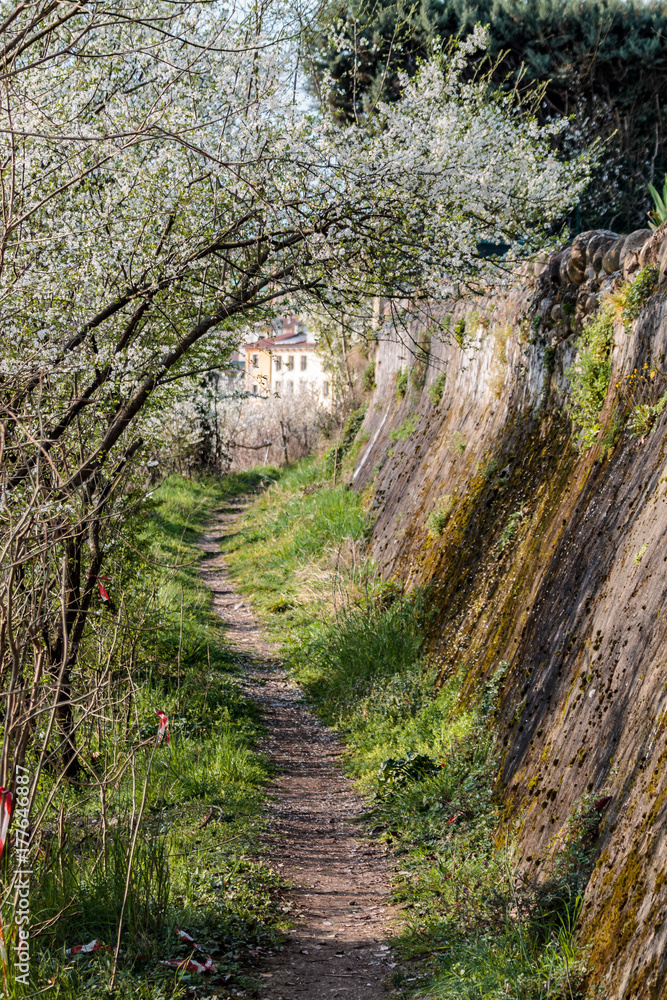 strada rurale, stradina di campagna, pescantina verona. strada Alzaia strada rurale, stradina di campagna, pescantina verona. strada Alzaia