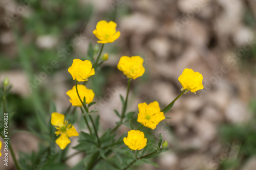 fiore giallo