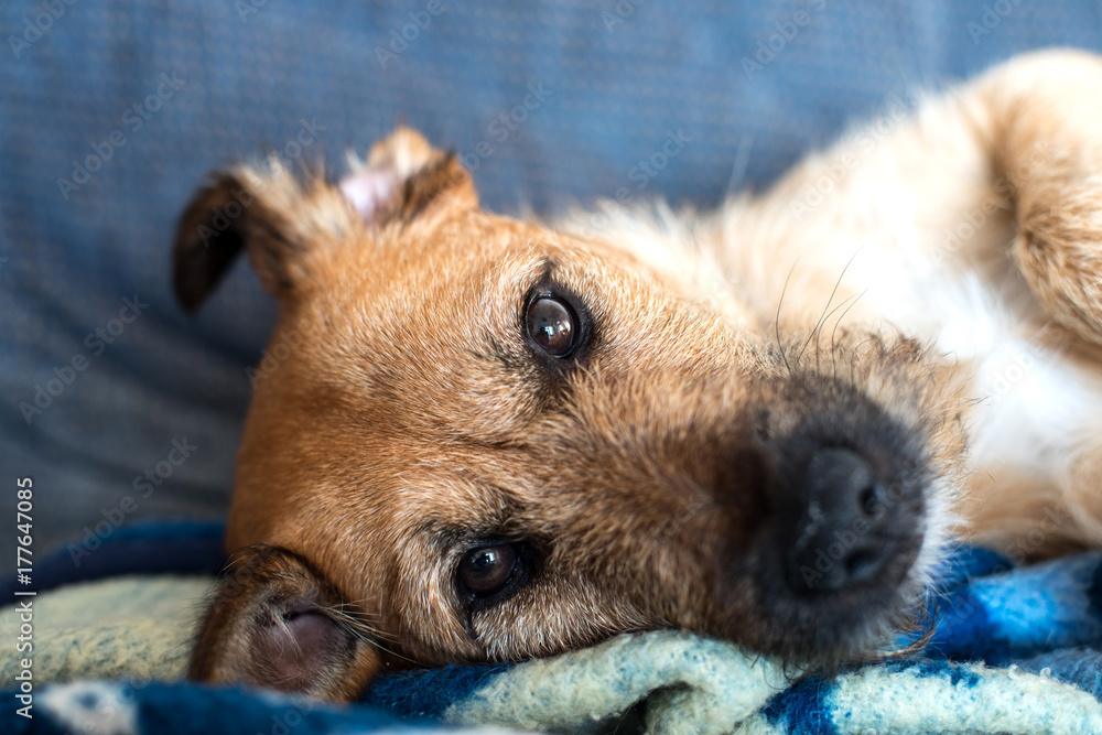 a cute dog resting on a couch