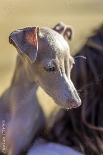 Little italian greyhound in the field