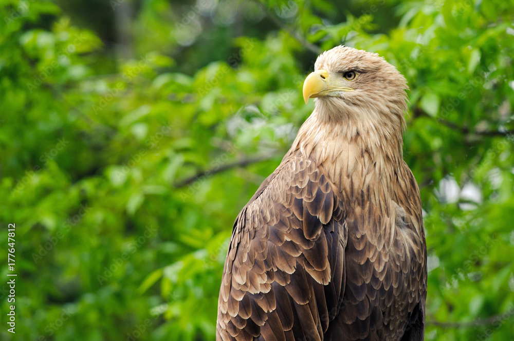 Birds of prey - White-tailed Eagle (Haliaeetus albicilla). portrait Birds of prey - White-tailed Eagle (Haliaeetus albicilla). portrait