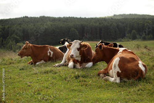 summer - cows on grass © agarianna