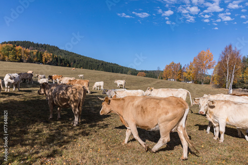 Dairy cows on the summer pasture, symbol photo for milk production and organic farming. Autumn meadow and cow. White hirsute cow on a meadow, autumn meadows in Sumava. Czech, South Bohemia. © murmakova