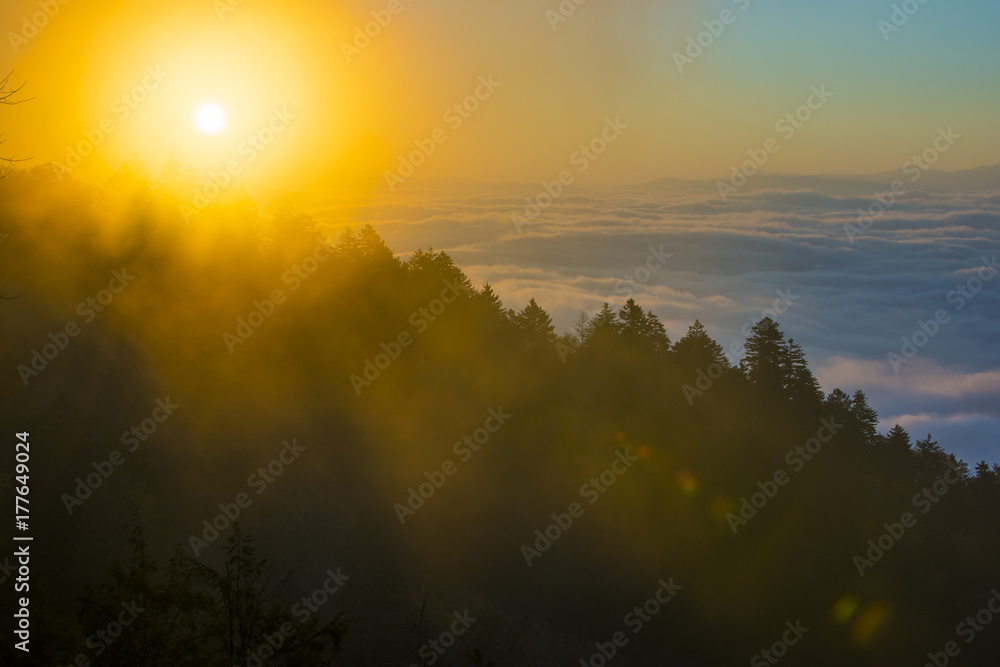 Smoky Mountain sunrise rays through tree shadow silhouettes in the misty mountaintop fog above the clouds Smoky Mountain sunrise rays through tree shadow silhouettes in the misty mountaintop fog above the clouds
