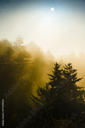 Smoky Mountain sunrise rays through tree shadow silhouettes in the misty mountaintop fog above the clouds © Condor 36
