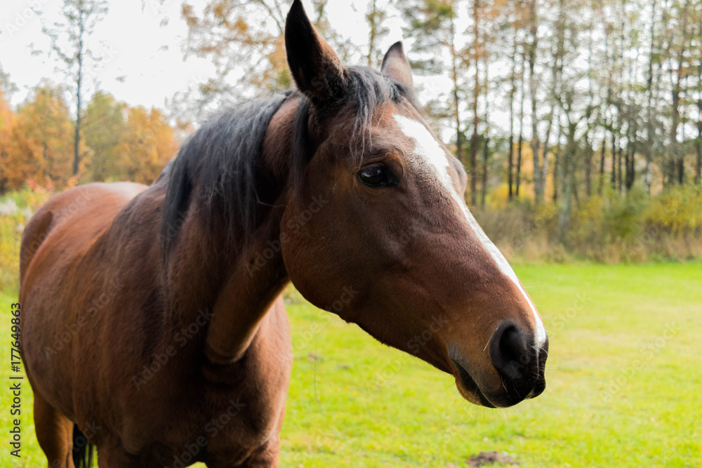 closeup of snout and brown horse with white star on forehead against background of green meadow closeup of snout and brown horse with white star on forehead against background of green meadow