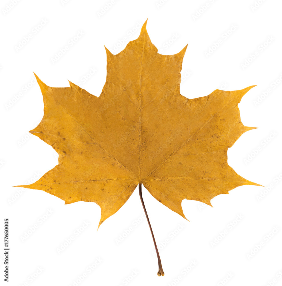 Obraz premium yellow maple leaf on white isolated background