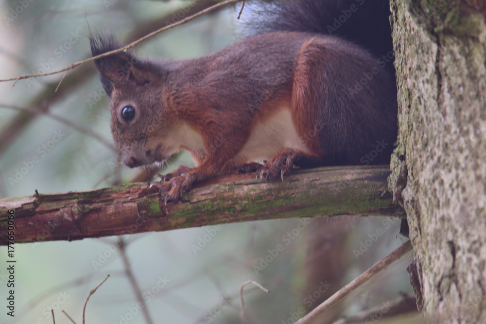 squirrel sciurine crawly on the trees squirrel sciurine crawly on the trees