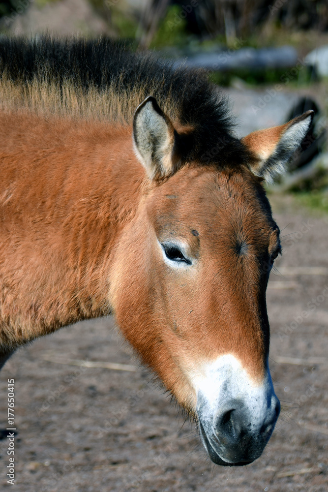 Przewalski's or Dzungarian horse, is a rare and endangered subspecies of wild horse. Also know as Asian wild horse and Mongolian wild horse. Head close up image. Przewalski's or Dzungarian horse, is a rare and endangered subspecies of wild horse. Also know as Asian wild horse and Mongolian wild horse. Head close up image.