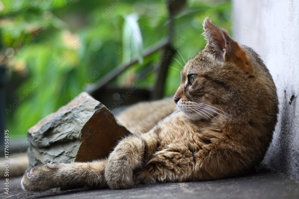 Cute cat Cute cat