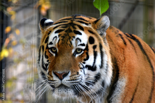 Amur tiger  Panthera tigris altaica   also known as Siberian tiger.