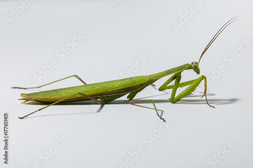 Mantis closeup isolated on white background