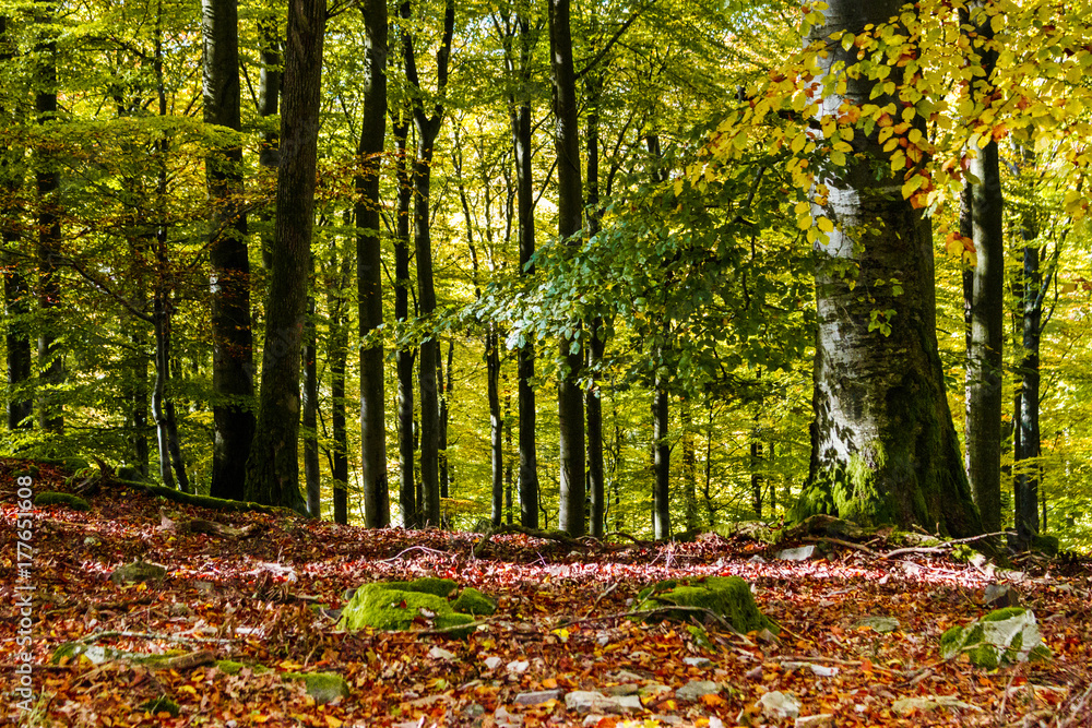 Buchenwald im Herbst - Hunsrück, Deutschland Buchenwald im Herbst - Hunsrück, Deutschland