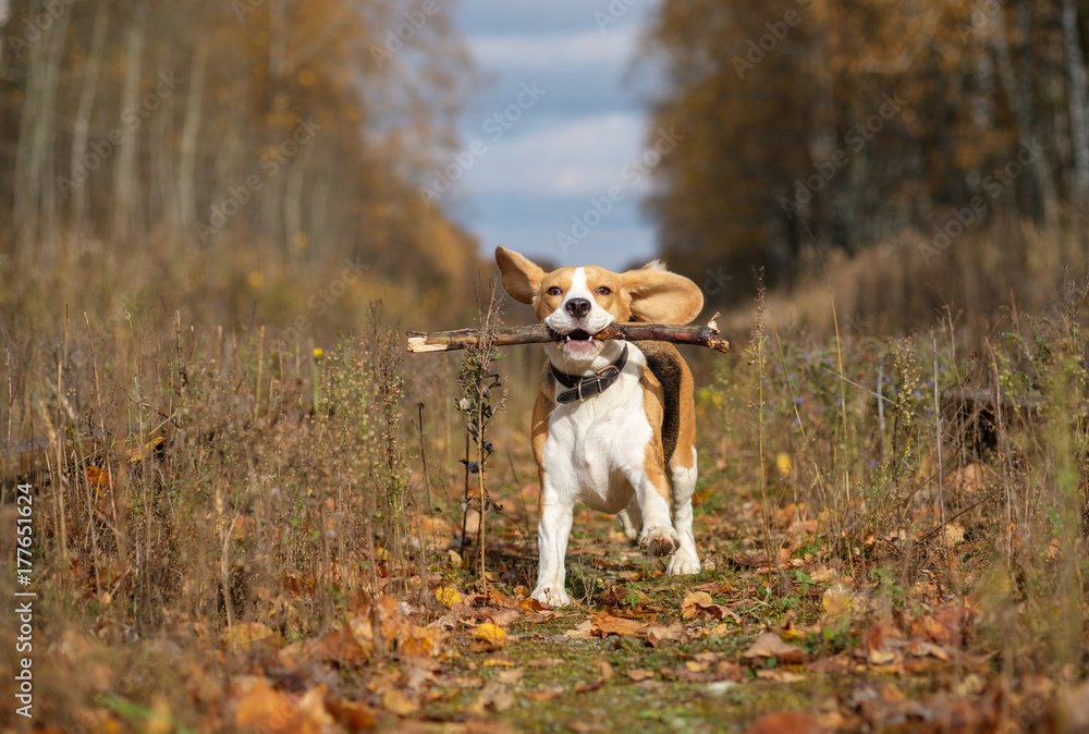 Beagle dog playing with a stick in the autumn forest Beagle dog playing with a stick in the autumn forest