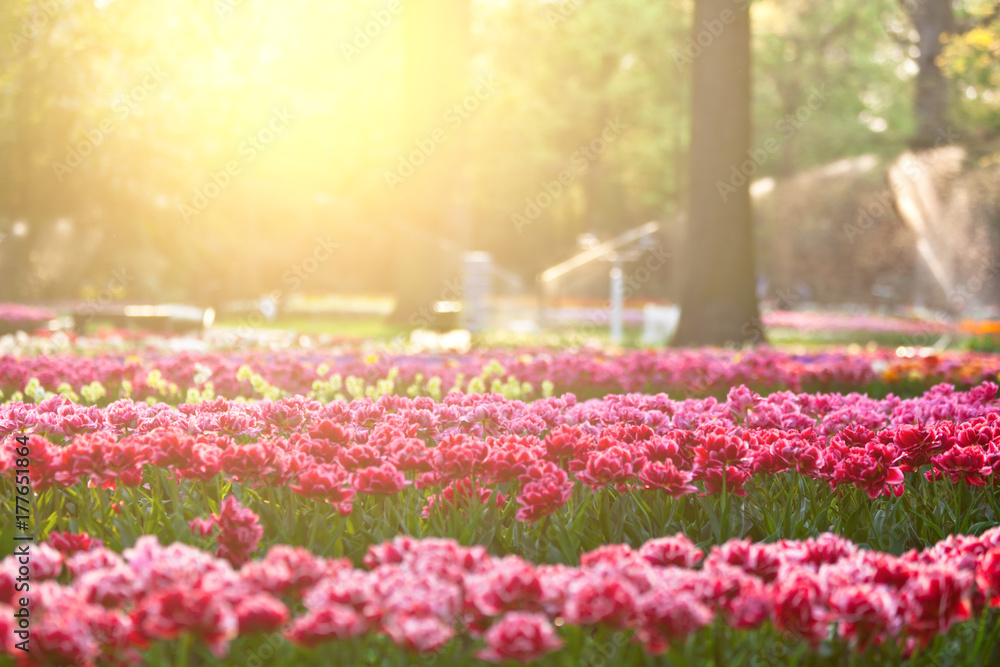 Obraz premium Tulips in sunset light