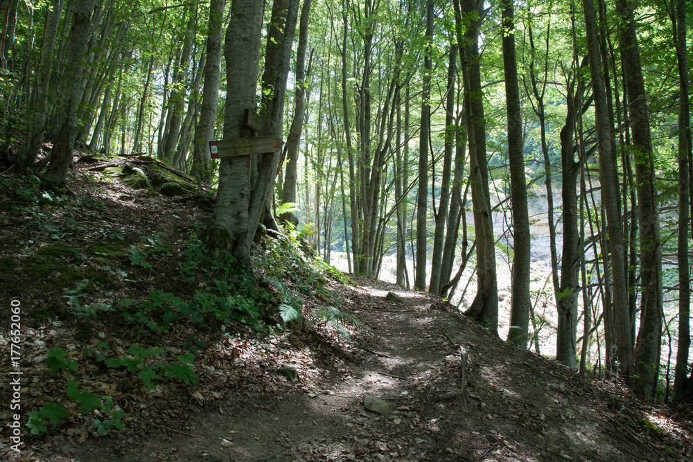 Sentiero, valle della Volpara, Umito, estate Sentiero, valle della Volpara, Umito, estate