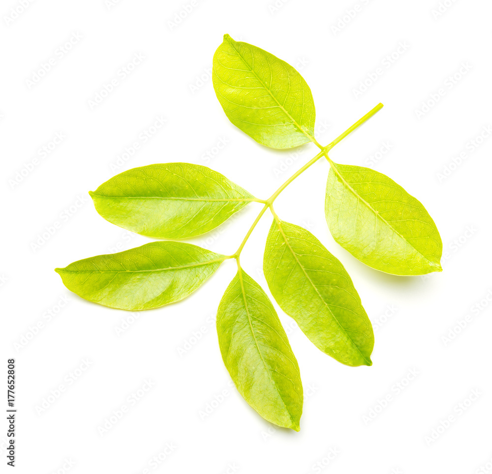Fototapeta premium green leaves on a white background