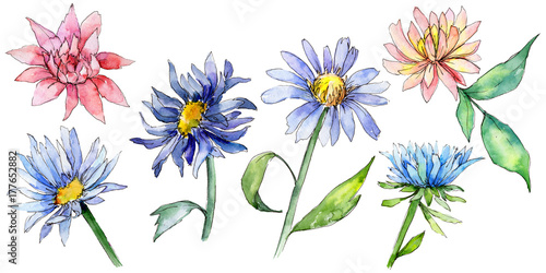 Wildflower aster flower in a watercolor style isolated. Full name of the plant  aster. Aquarelle wild flower for background  texture  wrapper pattern  frame or border.