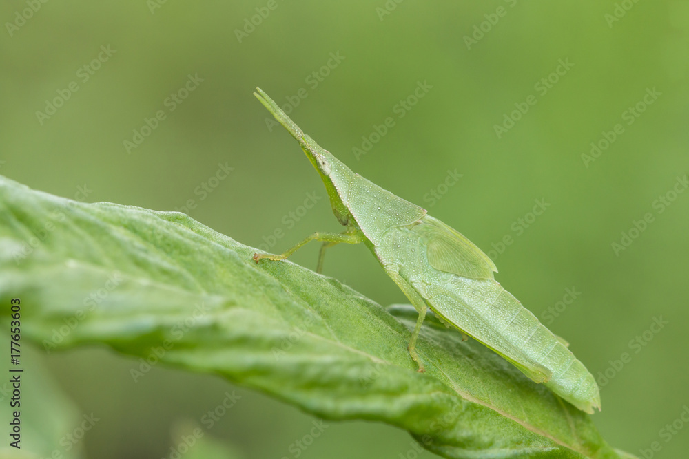 Macro shooting of A Big Grasshopper green leaf insect sitting on the green leaf with blurred nature garden background. Macro shooting of A Big Grasshopper green leaf insect sitting on the green leaf with blurred nature garden background.