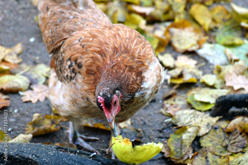 Domestic chicken (Gallus gallus domesticus) eating apple. photo