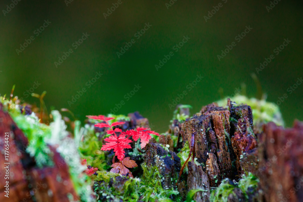 Abstract organic background concept Abstract organic background concept