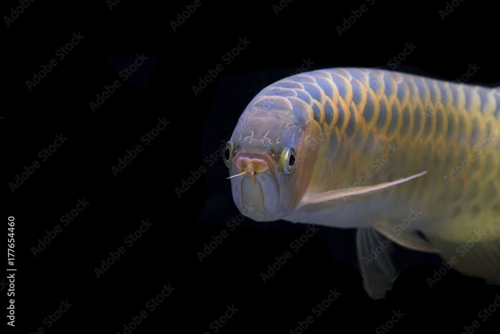 Fototapeta premium Asian arowana