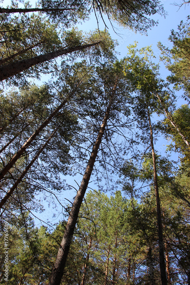 Fototapeta premium pinery forest landscape, through pine needles on the ground peep berries and mushrooms, low bushes