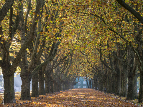 autumn alley of plane trees in park in Szczecin, Poland