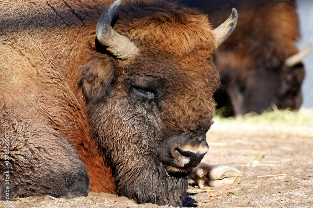 Obraz premium Wisent (Bison bonasus) also know as European bison or the European wood bison.