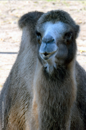 Portrait of Bactrian camel (Camelus bactrianus)