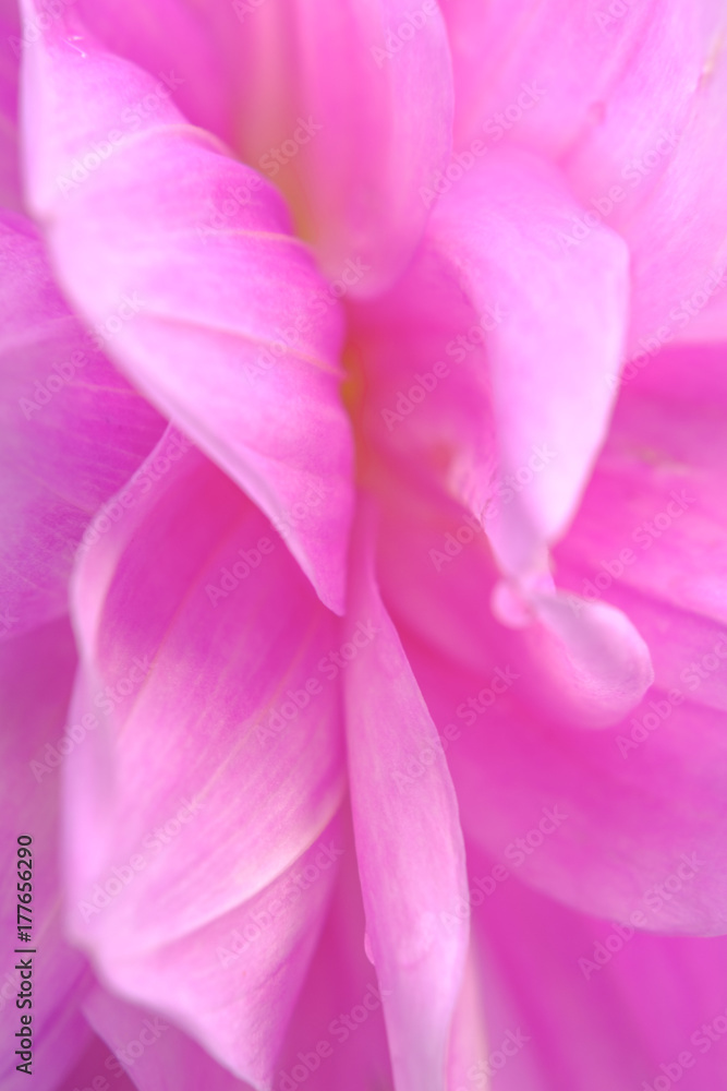 Pink flower detail