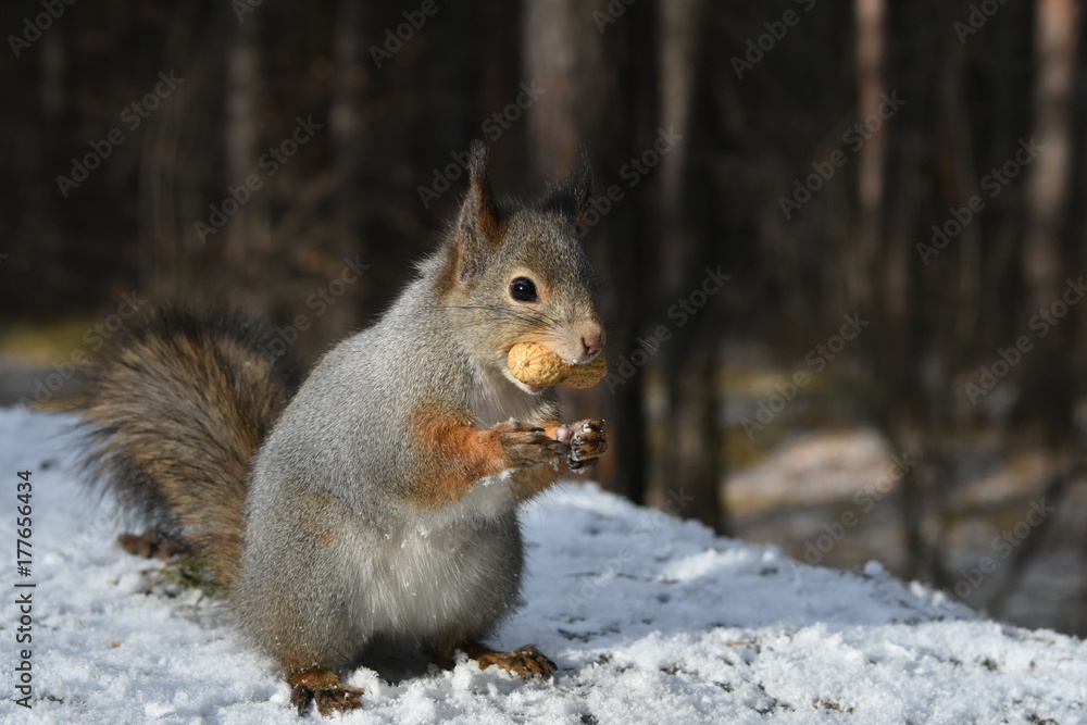 Hungry squirrel