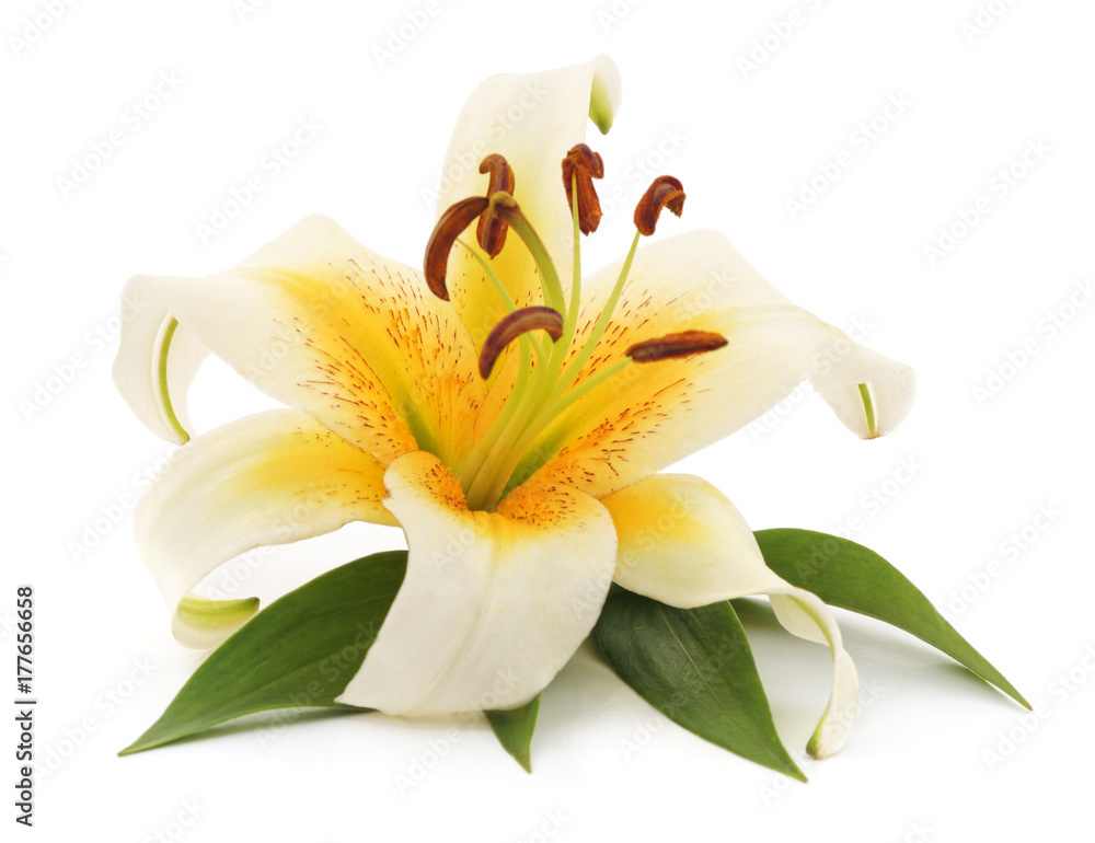White lily with leaves. White lily with leaves.