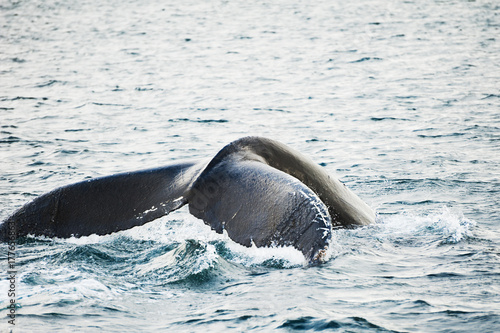 Humpback whale tail  Greenland