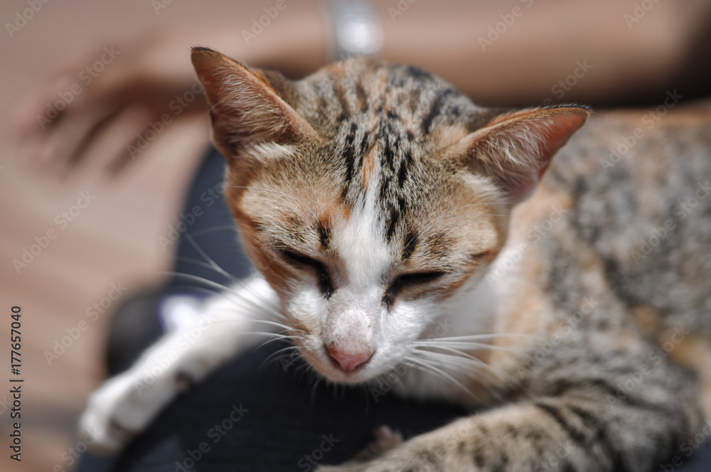 Portrait of sweet sleep cat