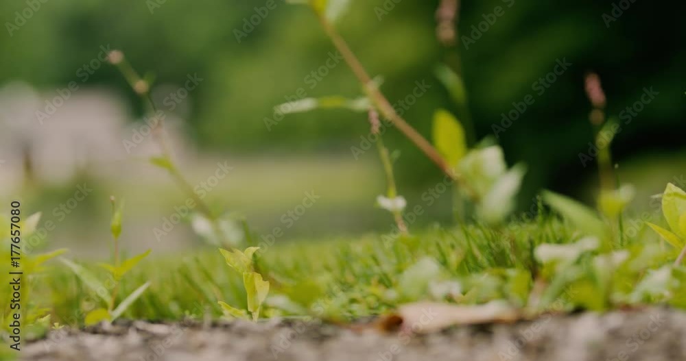 Pull focus shot of pond Pull focus shot of pond