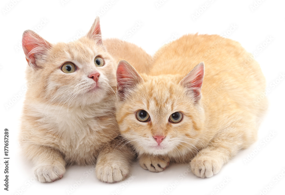 Obraz premium Two little kittens.